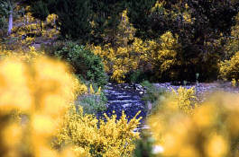 Natur pur: Rio Pucon